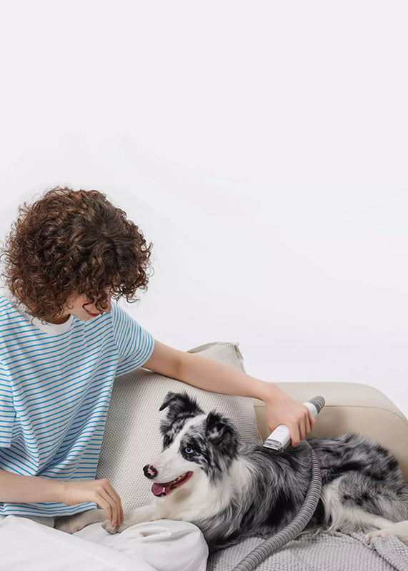 Person grooming a dog with a brush on a couch